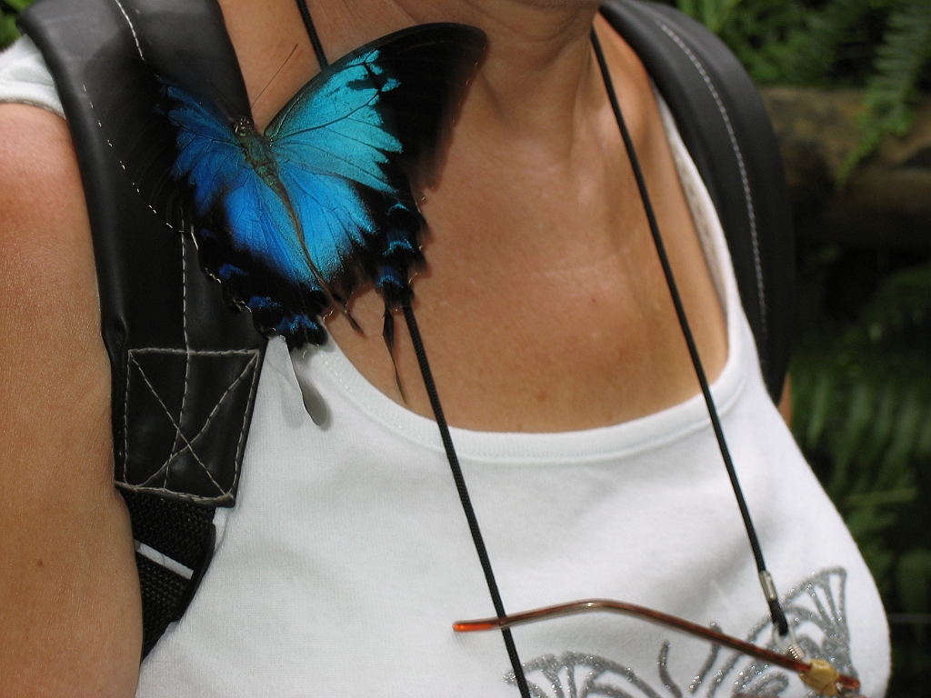 CairnsTC393 Butterflies Sanctuary.jpg